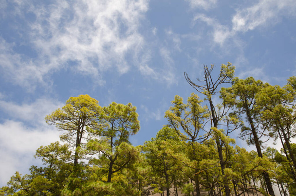 Forest of Canary Island pine Pinus canariensis. - Photo, Image