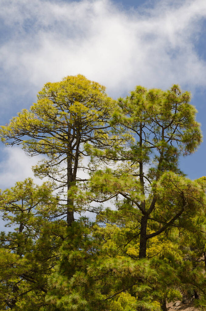 Kiefernwald der Kanarischen Inseln Pinus canariensis. - Foto, Bild