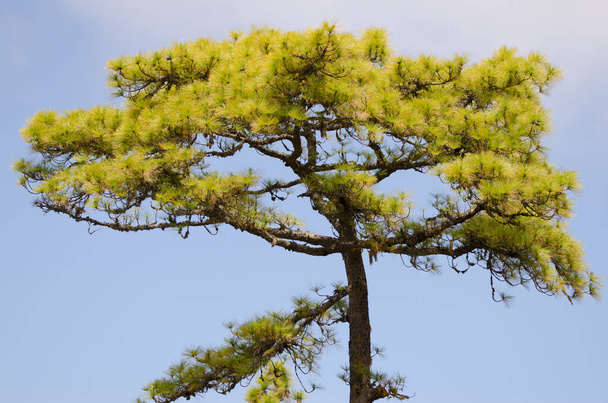 Canary Island pine Pinus canariensis in the Integral Natural Reserve of Inagua. - Photo, Image