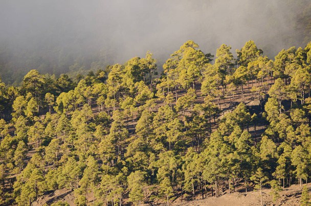 Forest of Canary Island pine in the fog. - Photo, Image