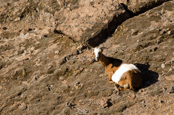 Female goat resting in the Integral Natural Reserve of Inagua. - Photo, Image
