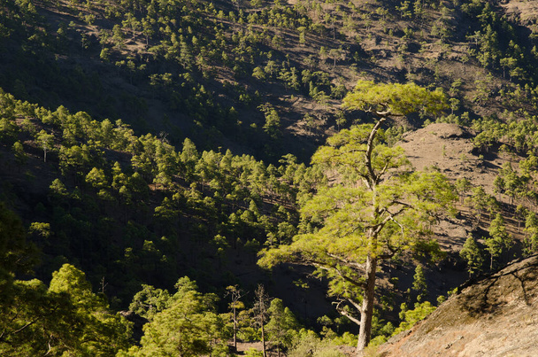 Bosque de pino canario Pinus canariensis. - Foto, imagen