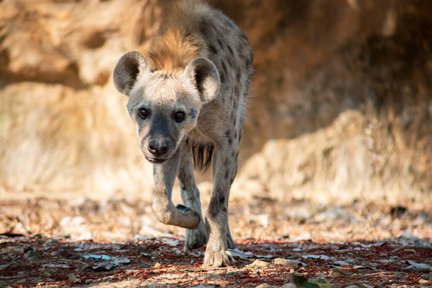 Hyena je africas nejčastější masožravec. - Fotografie, Obrázek