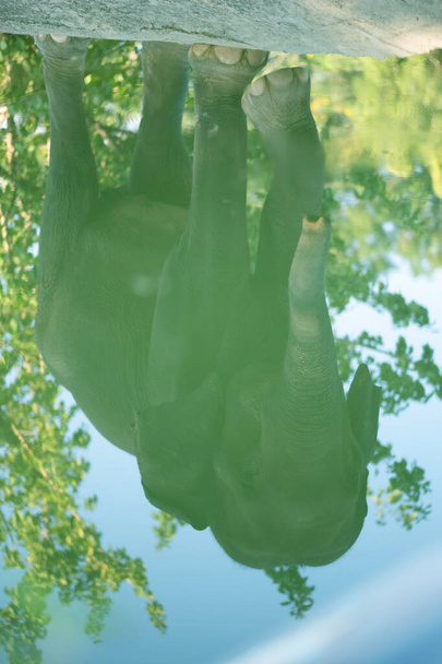 The reflection on the water surface of the elephant was standing and slightly raised his front legs - Photo, Image