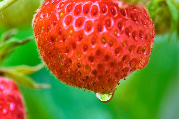 Close-up view of strawberries. berries and green leaves. Beautiful nature background. - Foto, afbeelding