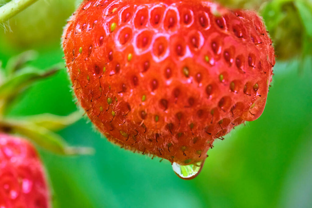 Close-up view of strawberries. berries and green leaves. Beautiful nature background. - Фото, зображення