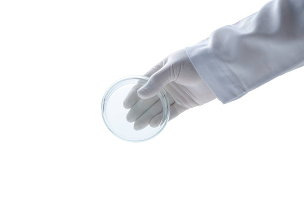 χέρι επιστήμονας φορώντας γάντια από καουτσούκ και κρατήστε τρυβλίο Petri απομονώνονται σε λευκό φόντο και coppy χώρο, Χημικό εργαστήριο υαλικά και επιστήμη έννοια - Φωτογραφία, εικόνα