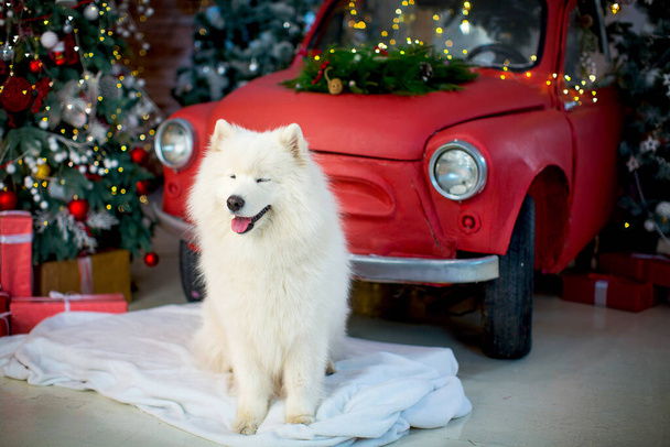 un grand samoyed moelleux blanc est assis sur une couverture en polaire blanche dans les décorations du nouvel an, sur fond de voiture rouge décorée, d'arbre de Noël et de cadeaux. bonne année carte de vœux - Photo, image
