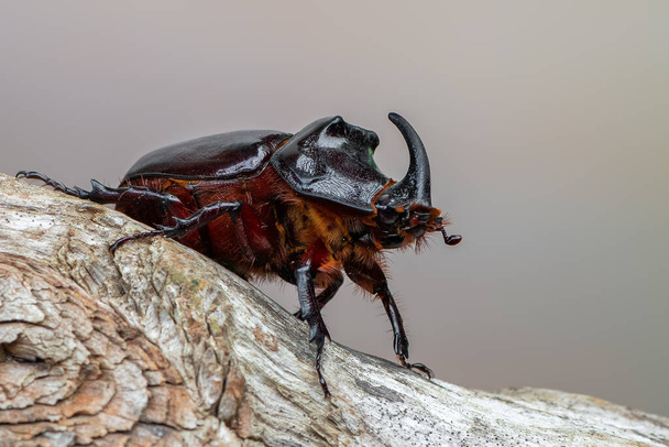 insect - European rhinoceros beetle - Oryctes nasicornis - Photo, Image