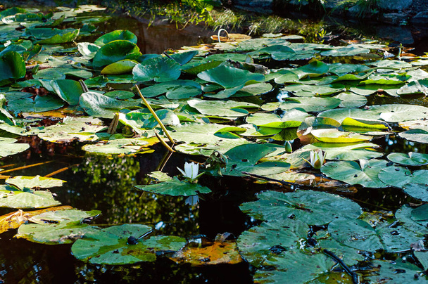 liliová podložka krytý rybník - Fotografie, Obrázek