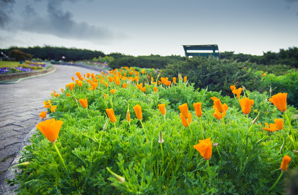 sok-sok narancssárga poppy virág garden2 - Fotó, kép