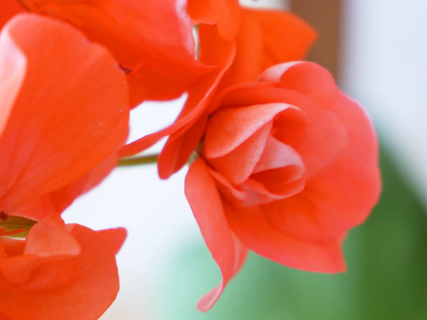 beautiful red geranium flowers macro, closeup - Photo, Image