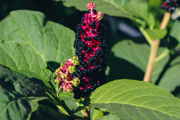 Phytolacca americana, also known as American pokeweed, pokeweed, poke sallet, dragonberries is a poisonous, herbaceous perennial plant in the pokeweed family Phytolaccaceae - Photo, Image