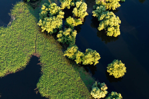Вид с воздуха на тростник и ивы во время наводнения в природном парке Копацкий рит, Хорватия - Фото, изображение