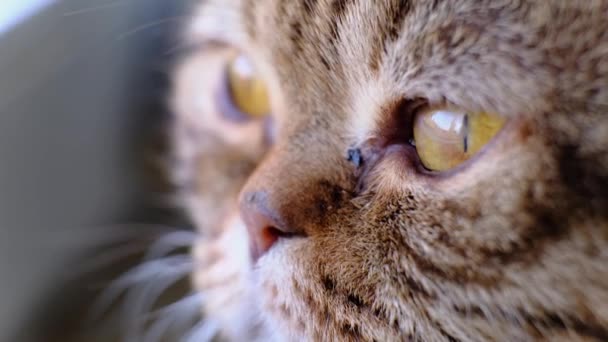 Rostro de un gato doméstico de raza Fold escocés cerca de una ventana en casa, mirando. Primer plano extremo, macro, profundidad de campo, iluminación natural. - Metraje, vídeo