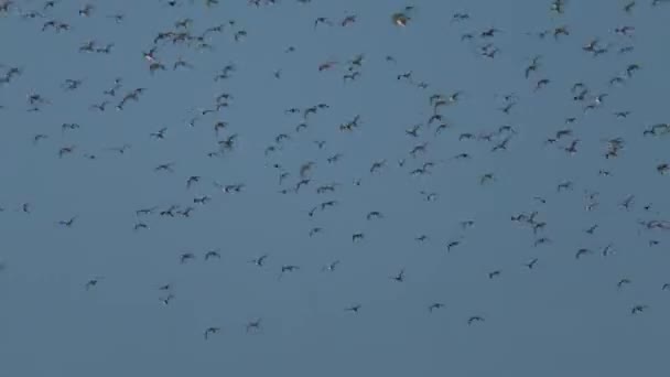 干潮時のフンバー河口の泥の干潟には、大きな鳥やアヒルが群がっています。初冬の渡り鳥 - 映像、動画