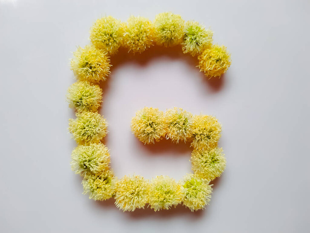 Letter G alphabet made with Leucaena leucocephala or river tamarind flowers over white background - Photo, Image