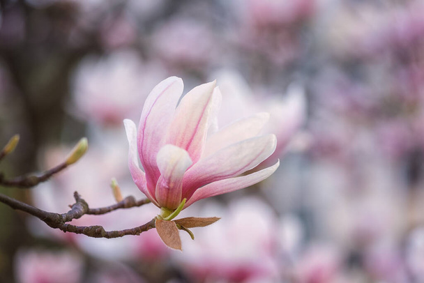 Fondo floral natural, florecimiento de magnolia con hermosas flores de color rosa claro en el jardín de primavera. Macro imagen con espacio de copia adecuado para el papel pintado, cubierta o tarjeta de felicitación - Foto, imagen