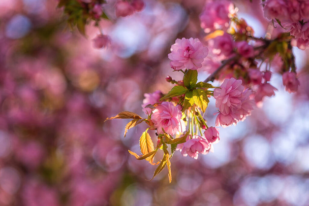Natürlicher floraler Hintergrund, Blüte der Sakura (Japanische Kirsche) mit schönen rosafarbenen Blüten im sonnigen Frühlingsgarten. Makrobild mit Kopierraum für Tapete, Cover oder Grußkarte - Foto, Bild