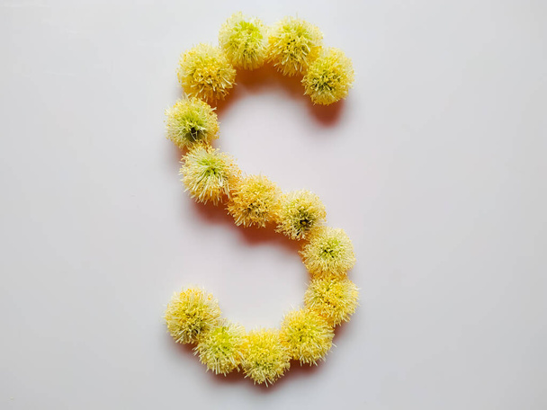 Алфавіт літери S, зроблений з лейкеною лейкоцефалою або квітами річки тамаринди на білому тлі
 - Фото, зображення