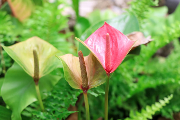 Anthurium flower are blooming in the garden - Photo, Image
