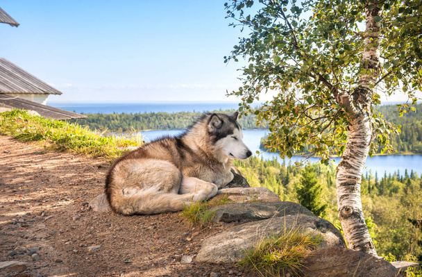 A sleeping dog on a mountain in the Golgotha-Crucifixion hermitage on Anzer Island (Solovetsky Islands) under a blue sky in the rays of the autumn sun - Zdjęcie, obraz