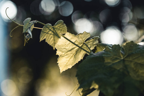 grape leaf in the sun misty dawn - 写真・画像
