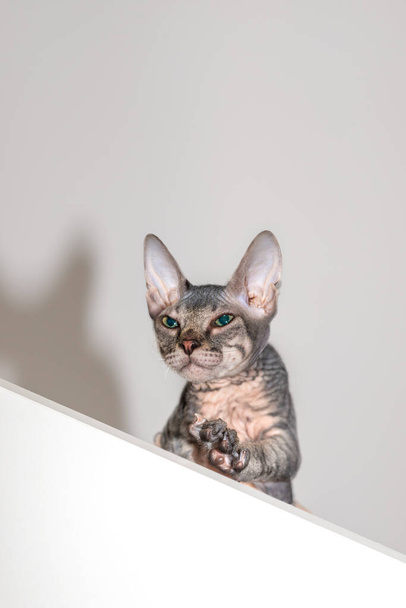 Aufnahme des Don Sphynx-Kätzchens, das aus dem obersten Regal schaut oder sich im obersten Regal versteckt. Ein lustiges, verspieltes Haustier. - Foto, Bild