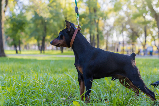 Pinscher dog. Selective focus with blurred background. Shallow depth of field. - Photo, Image