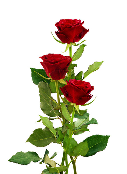 Romantic bouquet of three red rose flowers isolated on white - Φωτογραφία, εικόνα