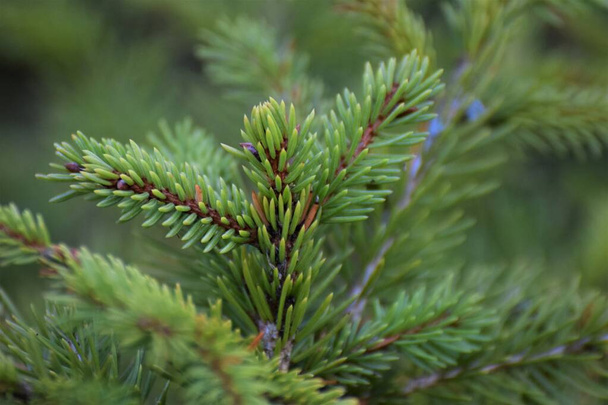 Fir branche as a close up against a green background - Photo, Image