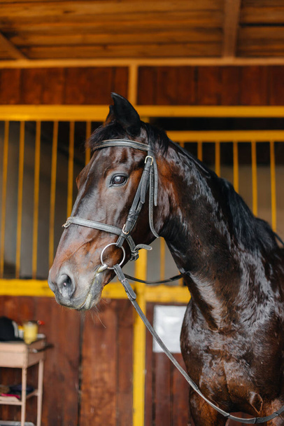 Thoroughbred stallion close-up in the stable at the ranch. Animal husbandry and breeding of thoroughbred horses - Φωτογραφία, εικόνα