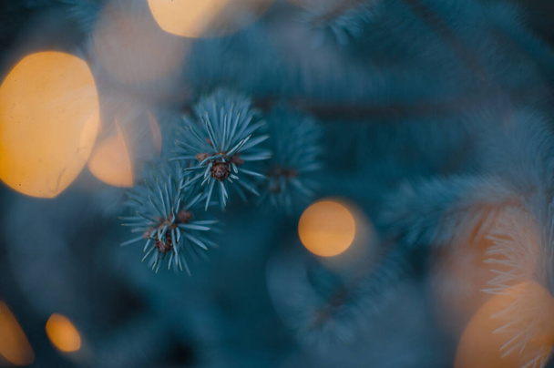 Fichtenzweige, Weihnachtsbaum, Fichtenzweige aus nächster Nähe - Foto, Bild