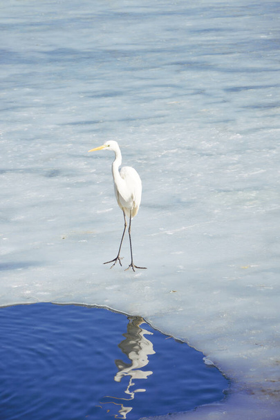 Великий чапля стоїть на замерзлому озері Ерестіада (Греція). - Фото, зображення
