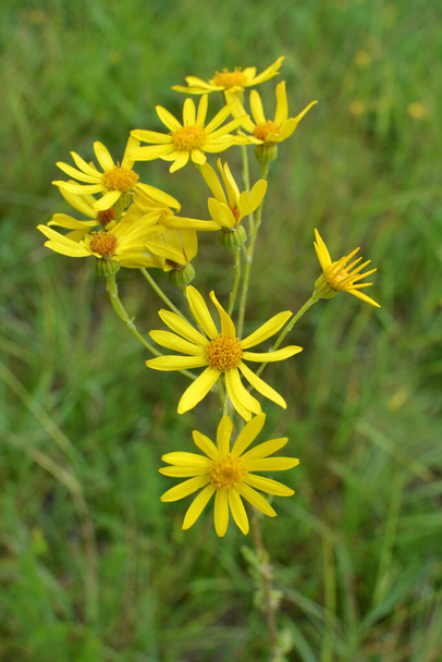 В дикой природе растение Jacobaea vulgaris растет среди трав - Фото, изображение