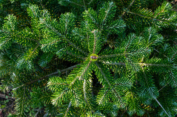 Plantación de abetos nordmann siempreverdes, árbol de navidad creciendo ourdoor close uo - Foto, imagen
