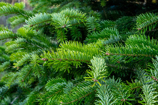 Plantation of evergreen nordmann firs, christmas tree growing ourdoor close uo - Photo, Image