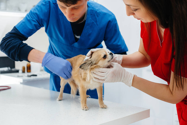 In a modern veterinary clinic, a thoroughbred Chihuahua is examined and treated on the table. Veterinary clinic - Foto, afbeelding