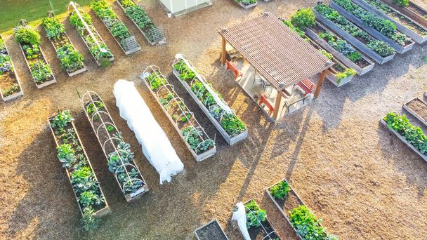 Gemeenschappelijke tuin met pergola prieel en rij van verhoogde planten bedden in Dallas, Texas, Amerika. Openbare toewijzingspleisters met groeiende groenten - Foto, afbeelding