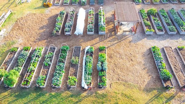 Společenství zahrada s pergola arbor a řada zvýšených sazenic v Dallasu, Texas, Amerika. Veřejné alokační záplaty s rostoucí zeleninou - Fotografie, Obrázek