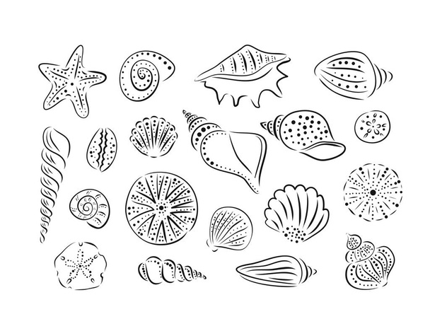 Hand drawn set of various seashells hedgehogs and starfishes. Vector art illustration. Outline, line ink style - Вектор, зображення