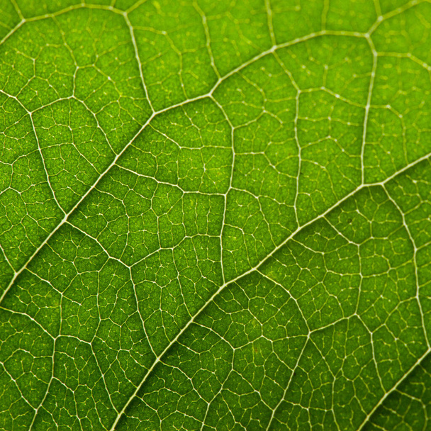 Zielony liść ze strukturą, makro - Zdjęcie, obraz