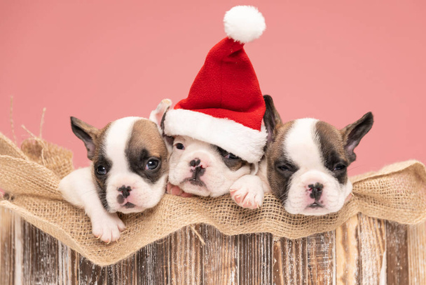 adorable french bulldog puppies spending christmas together and sleeping in a wooden box covered with a burlap sack - Photo, Image