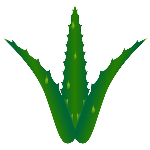 Aloe vera with fresh drops. - Vector, Image