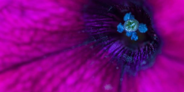 Макро фонова текстура фото квітки Петунії
 - Фото, зображення