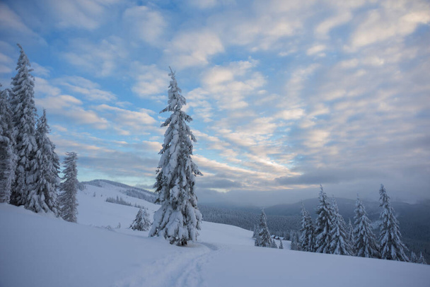 Wonderful winter in the Ukrainian Carpathian Mountains with snow-covered houses and spruce around - Фото, изображение
