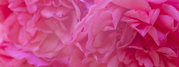 Jasnoróżowy delikatny róża kwiat piękne tło - Zdjęcie, obraz