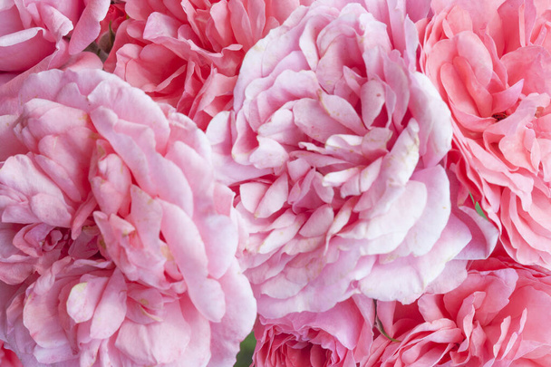 Romantyczny pastel róża światło świeże kwiaty róż tło - Zdjęcie, obraz