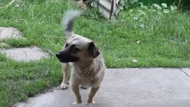 Szczęśliwy mały mieszanka rasy pies machać ogonem i uciec - Materiał filmowy, wideo