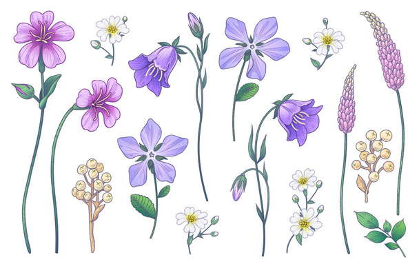 Hand drawn colorful wildflowers isolated on white background. Pink, purple, lilac flowers and different meadow plants. Vector elegant floral set in vintage style. - Вектор, зображення